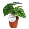 Alocasia Dragon Scale Pflanze im Topf