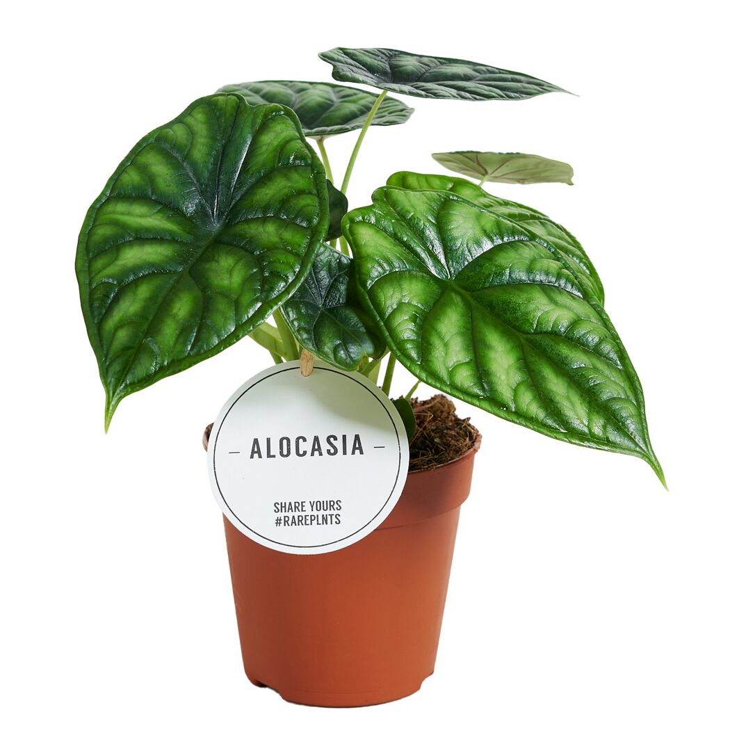 Alocasia Dragon Scale Pflanze im Topf