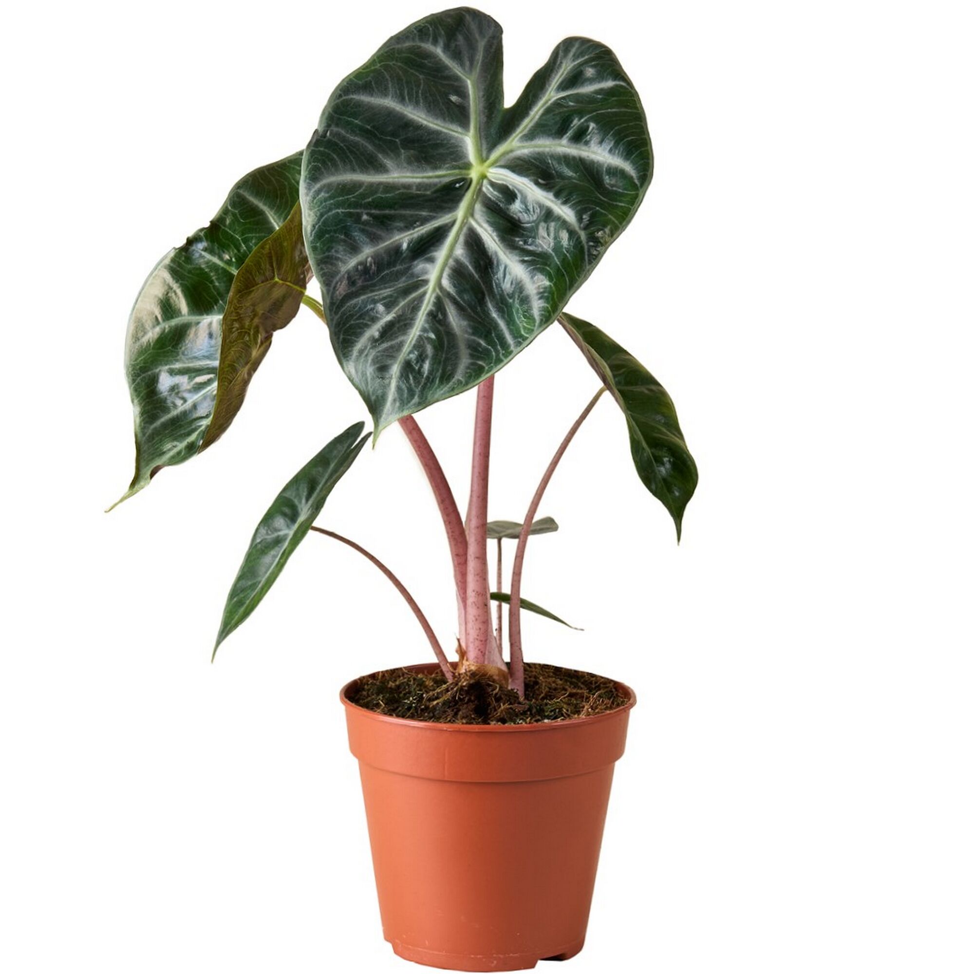 Alocasia Pink Dragon Elefantenohr in braunem Topf