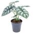 Alocasia Silver Dragon Elefantenohr in grauem Topf