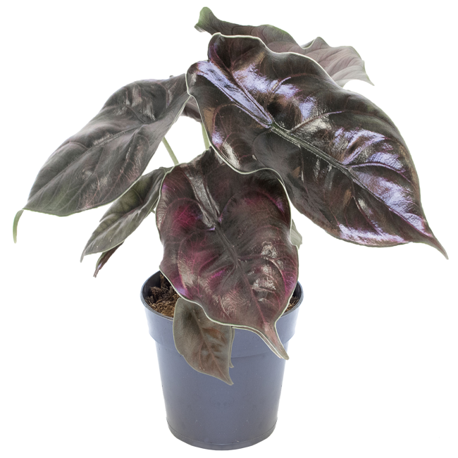 Bild von Alocasia azlanii 'Invisible Ink' 11 cm Topf
