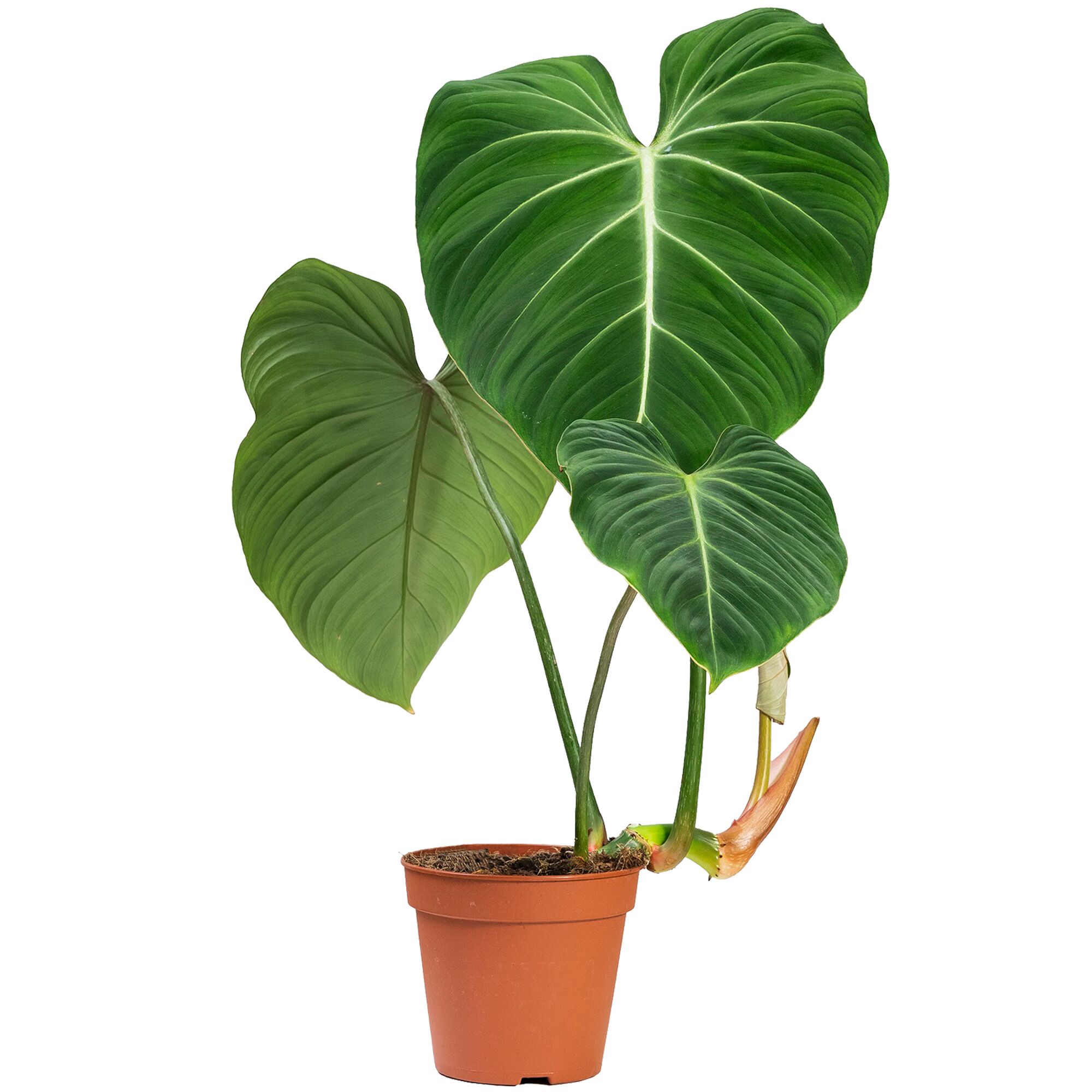 Philodendron Gloriosum im Topf