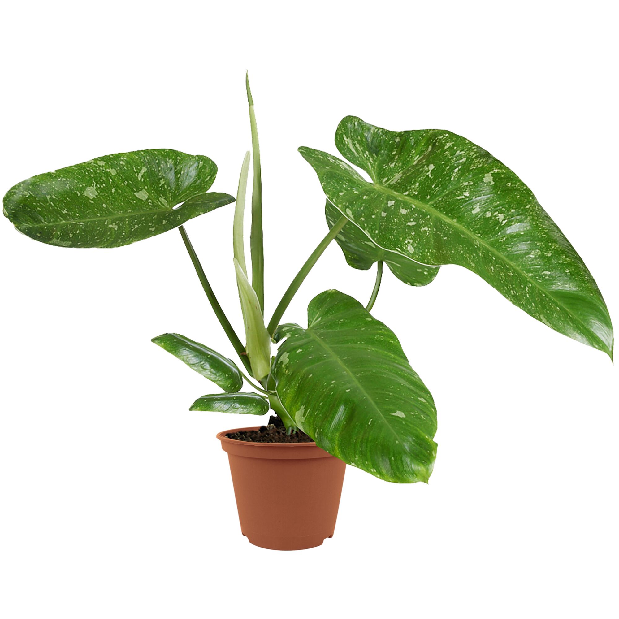 Philodendron Jose Buabaumfreund im Topf