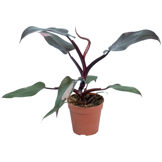 Bild von Philodendron 'Burgundy Princess' 12 cm Topf