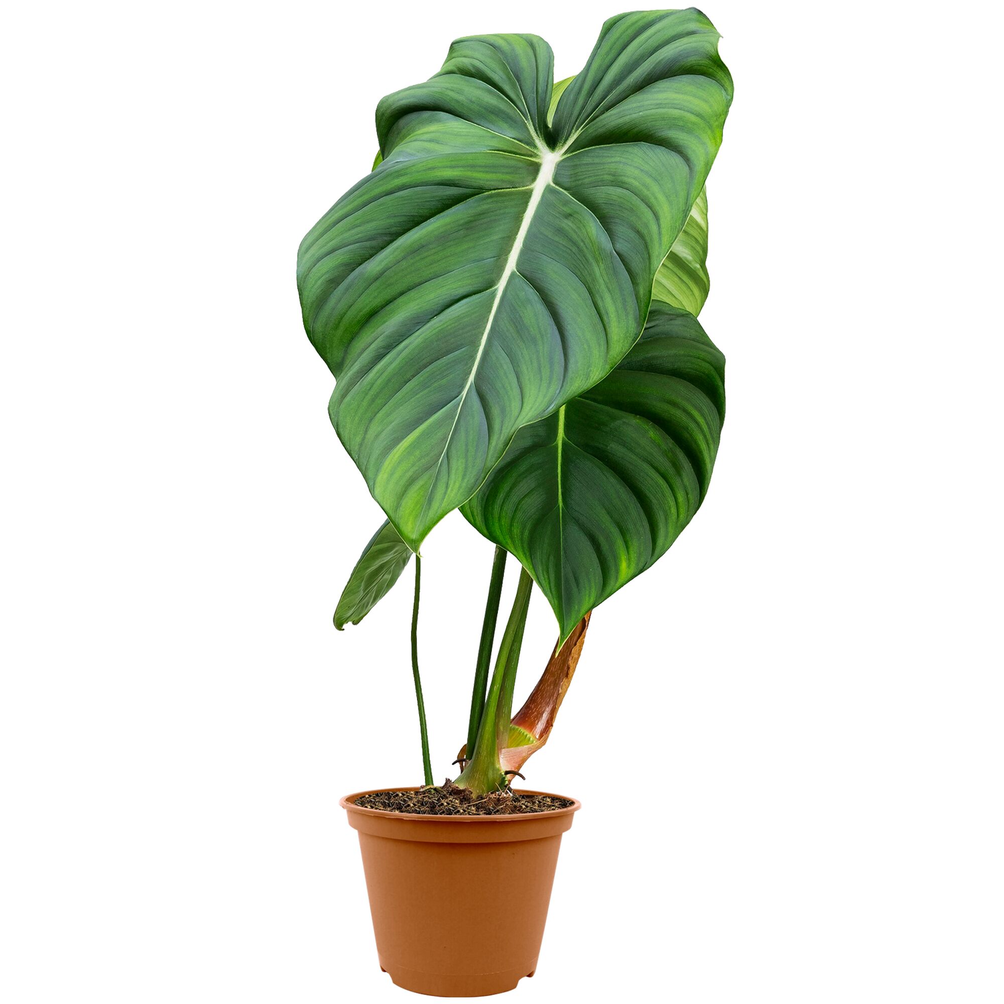 Philodendron Pastazabaumfreund in einem Topf