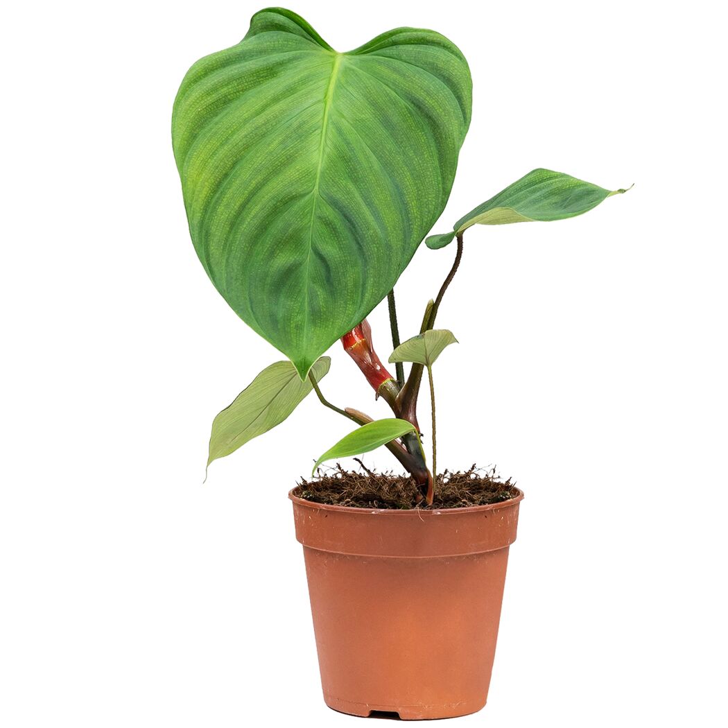 Philodendron Fuzzy Baumfreund in einem Topf