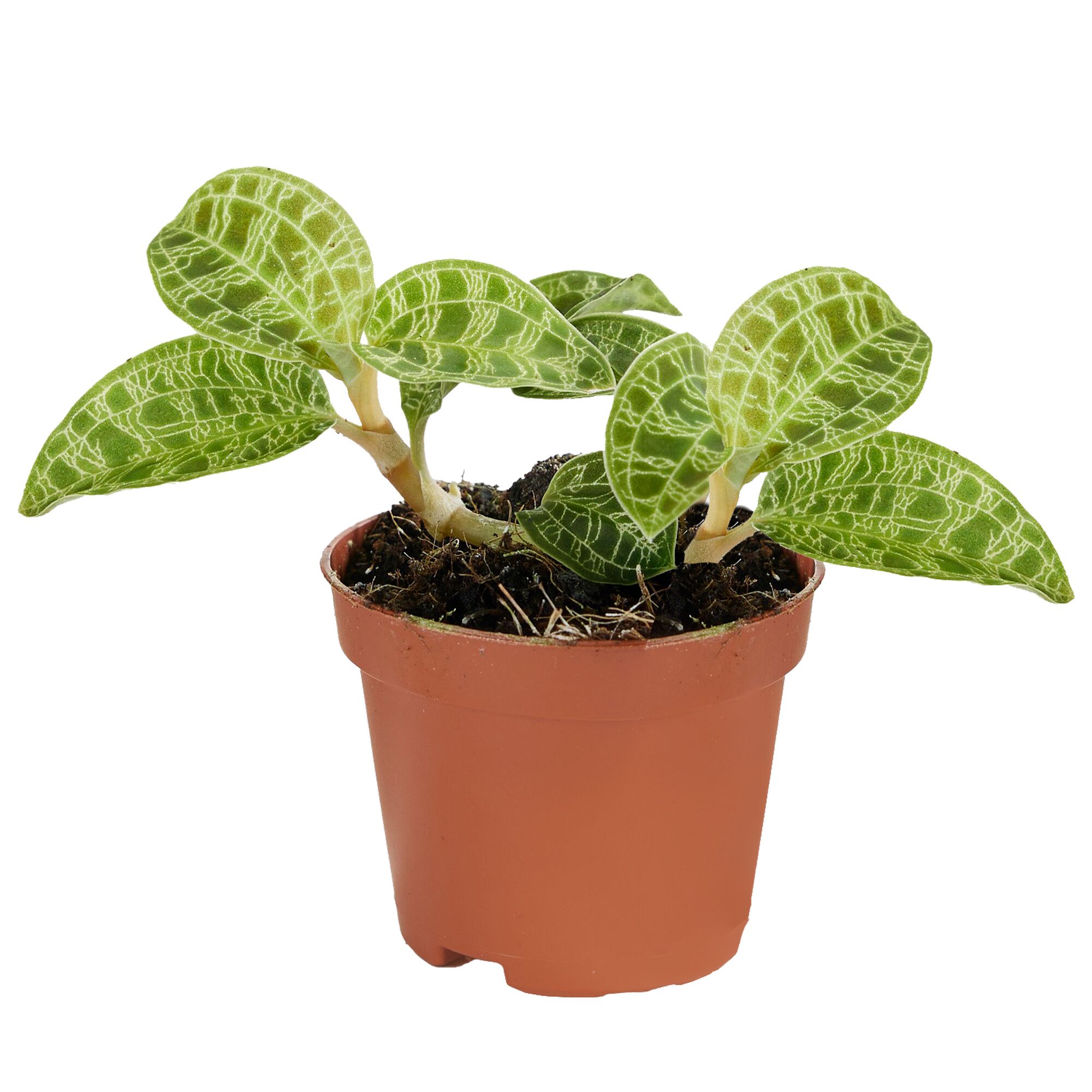 Juwelorchidee Macodes Petola in braunem Topf