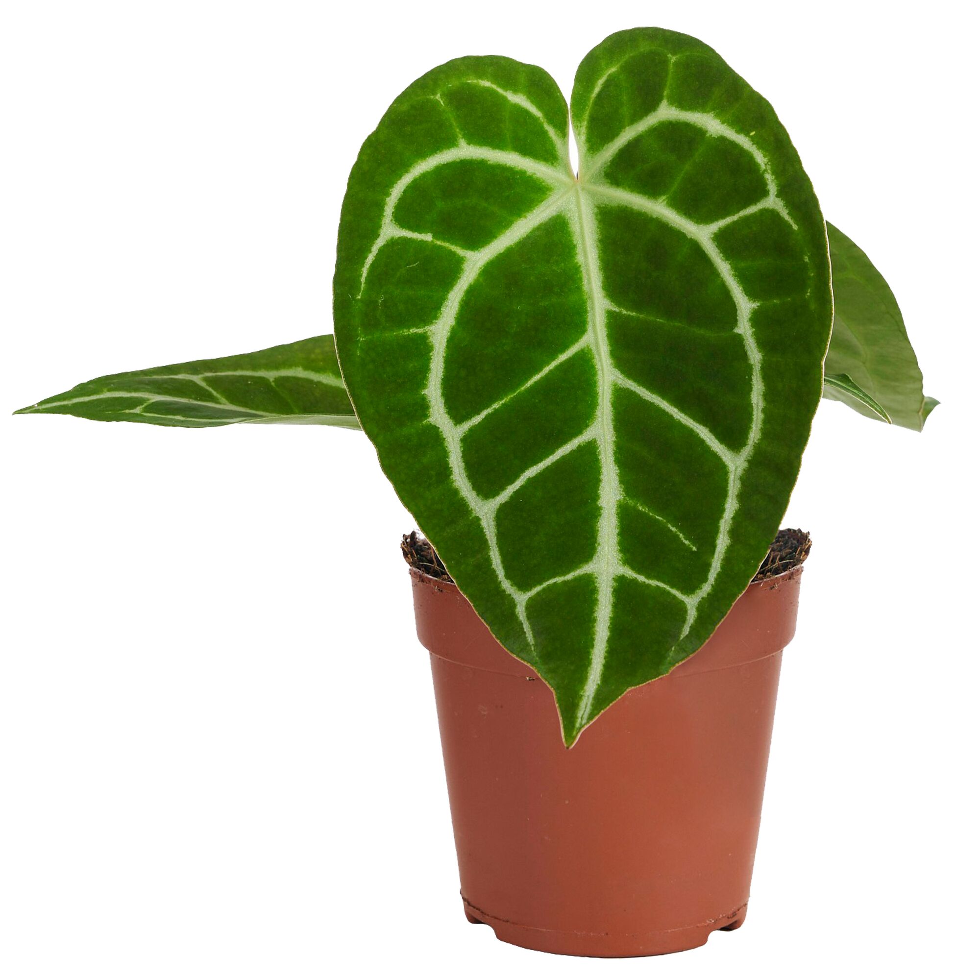 Anthurium Crystallinum Flamingoblume im Topf