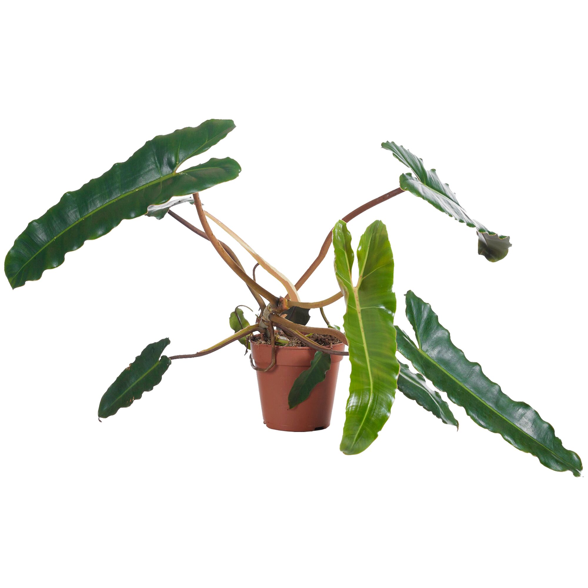 Philodendron Atabapo im Topf
