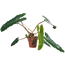 Philodendron 'Atabapoense' 12 cm Topf