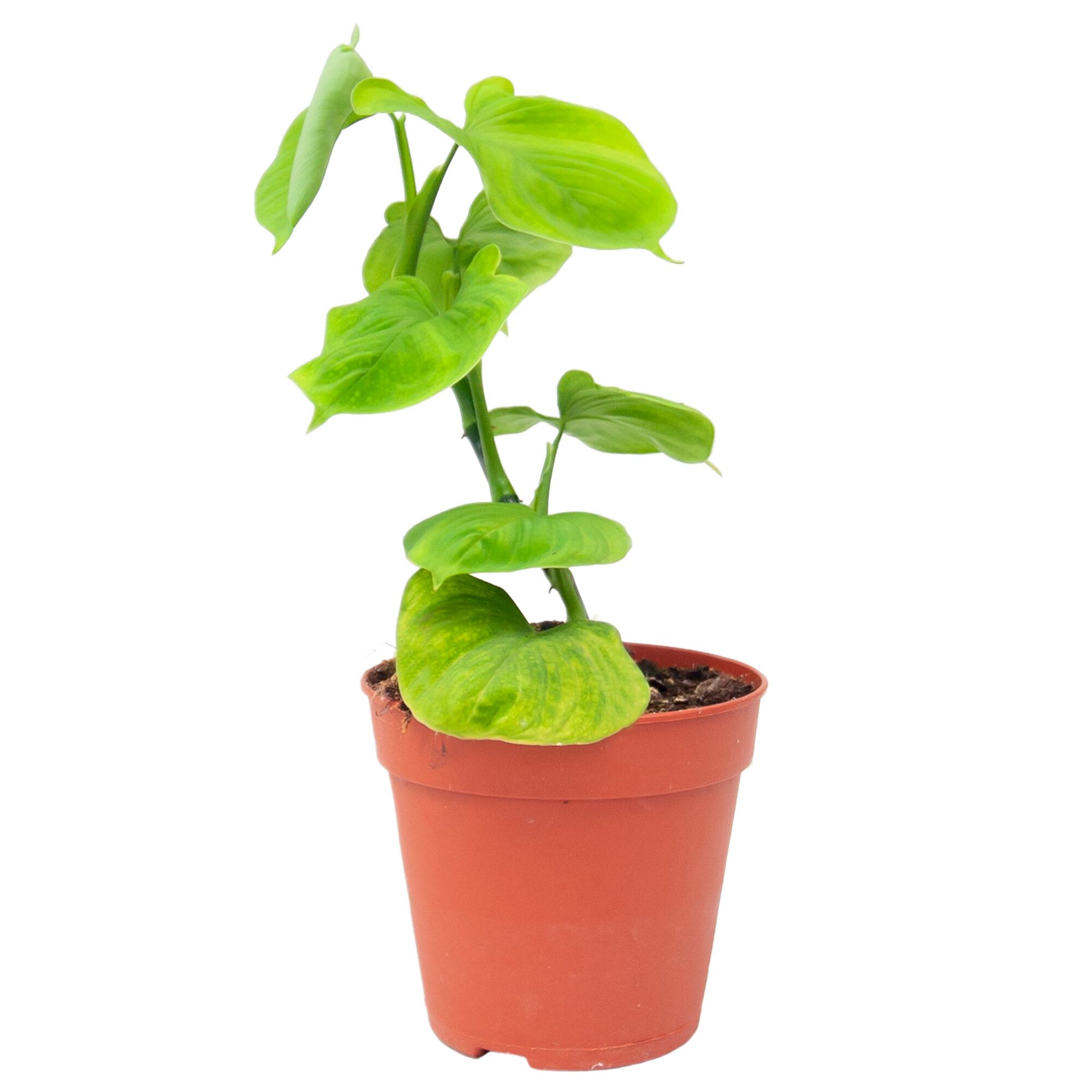 Philodendron Peru in einem braunen Topf