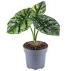 Alocasia sinuata Elefantenohr in grauem Topf