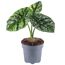 Alocasia sinuata Elefantenohr in grauem Topf
