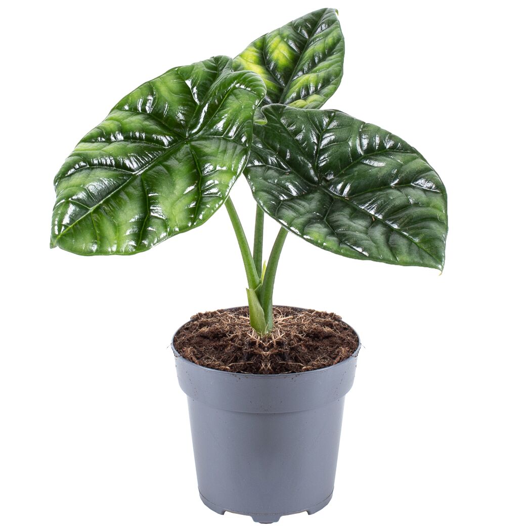 Alocasia sinuata Elefantenohr in grauem Topf