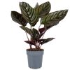 Calathea Sanderiana Korbmarante in grauem Topf