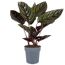 Calathea Sanderiana Korbmarante in grauem Topf