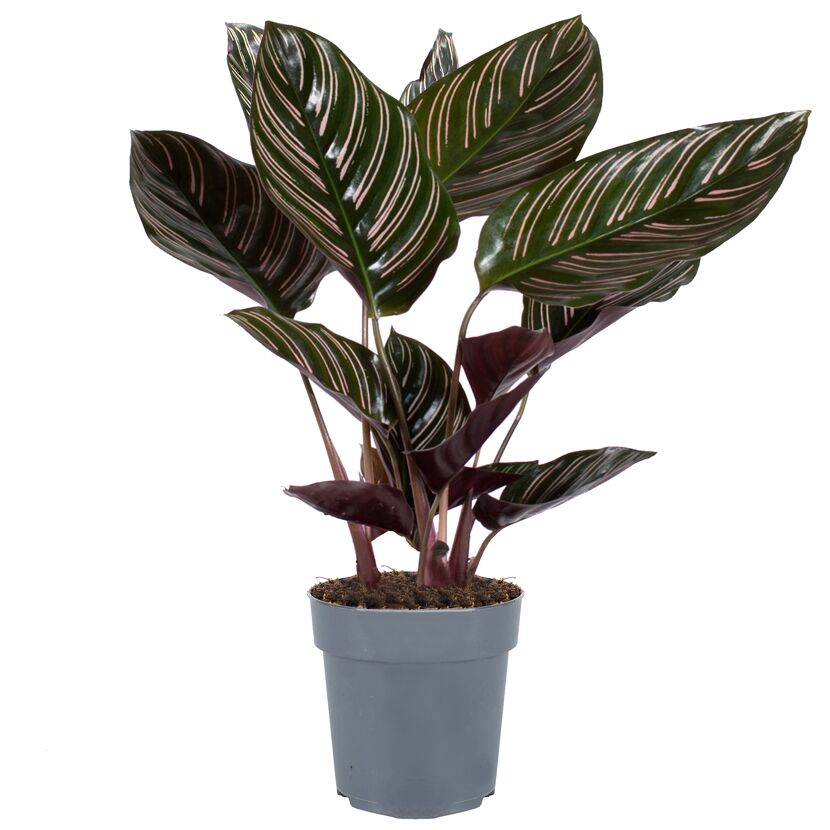 Calathea Sanderiana Korbmarante in grauem Topf