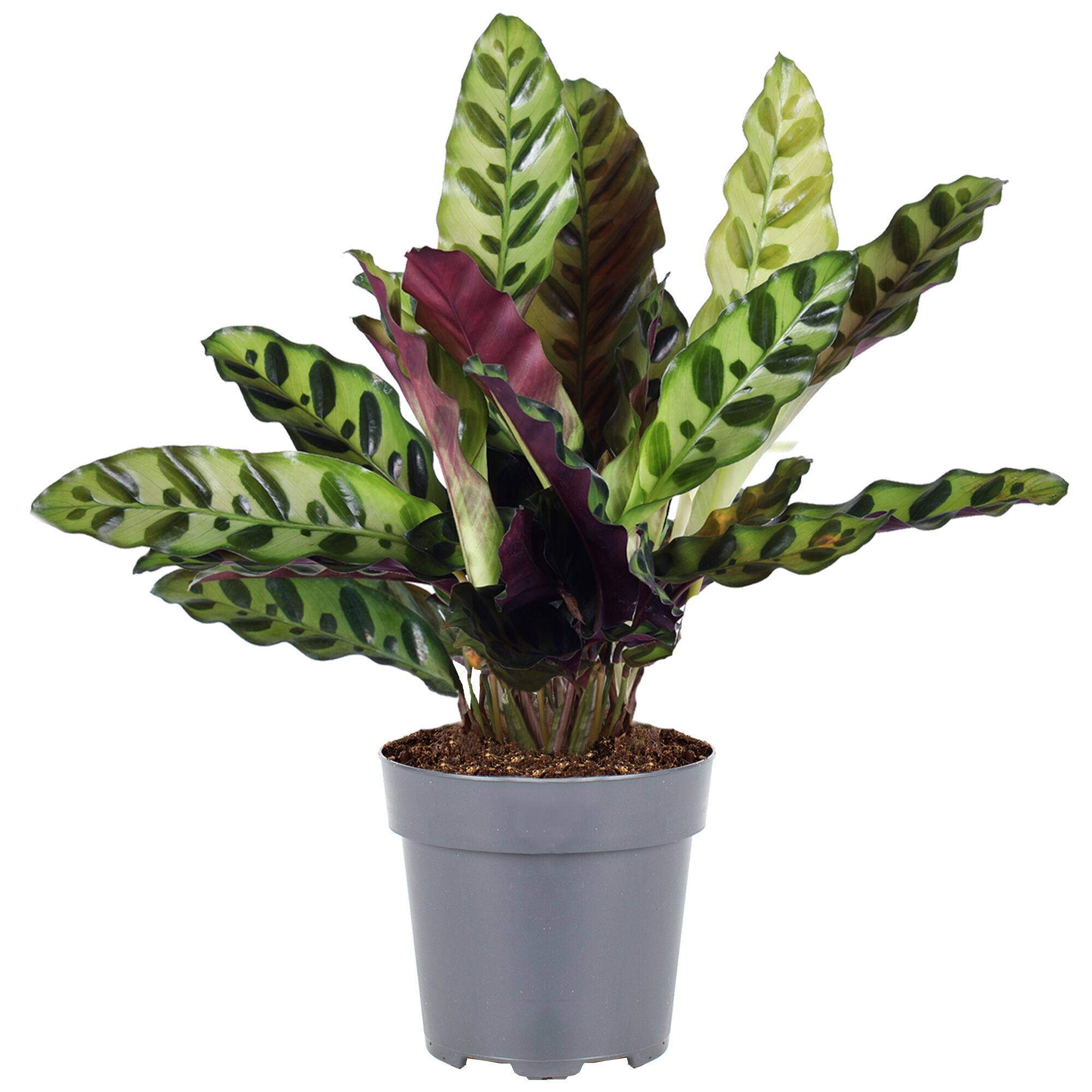Calathea Insignis Korbmarante in grauem Topf