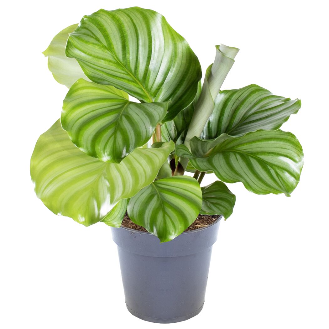 Calathea Orbifolia Korbmarante in grauem Topf