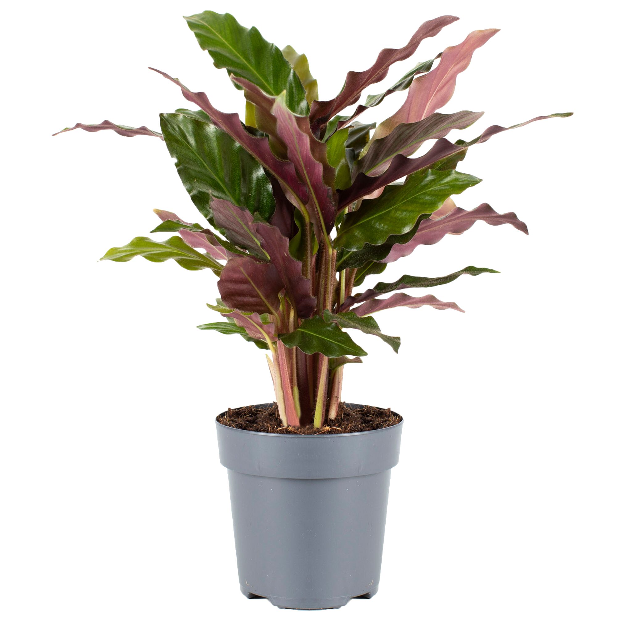 Calathea rufibarba in grauem Topf