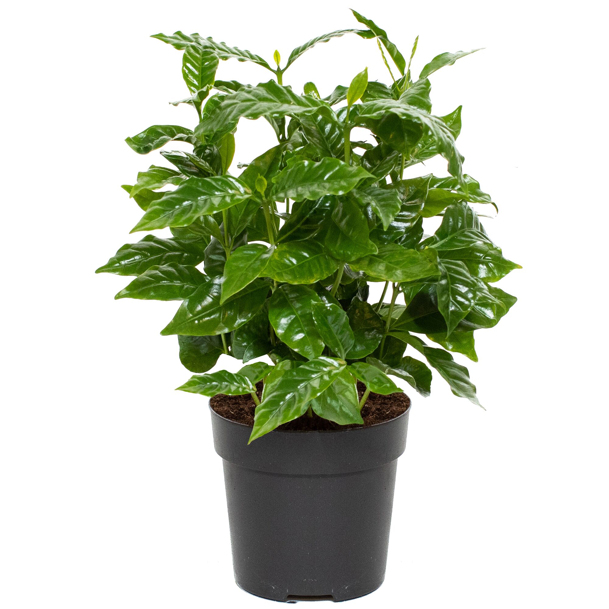 Kaffeepflanze in schwarzem Topf