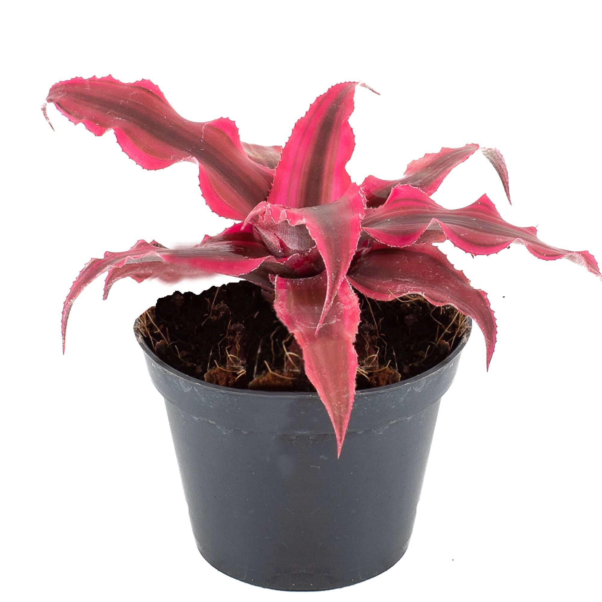 Rosa Pflanze in schwarzem Topf