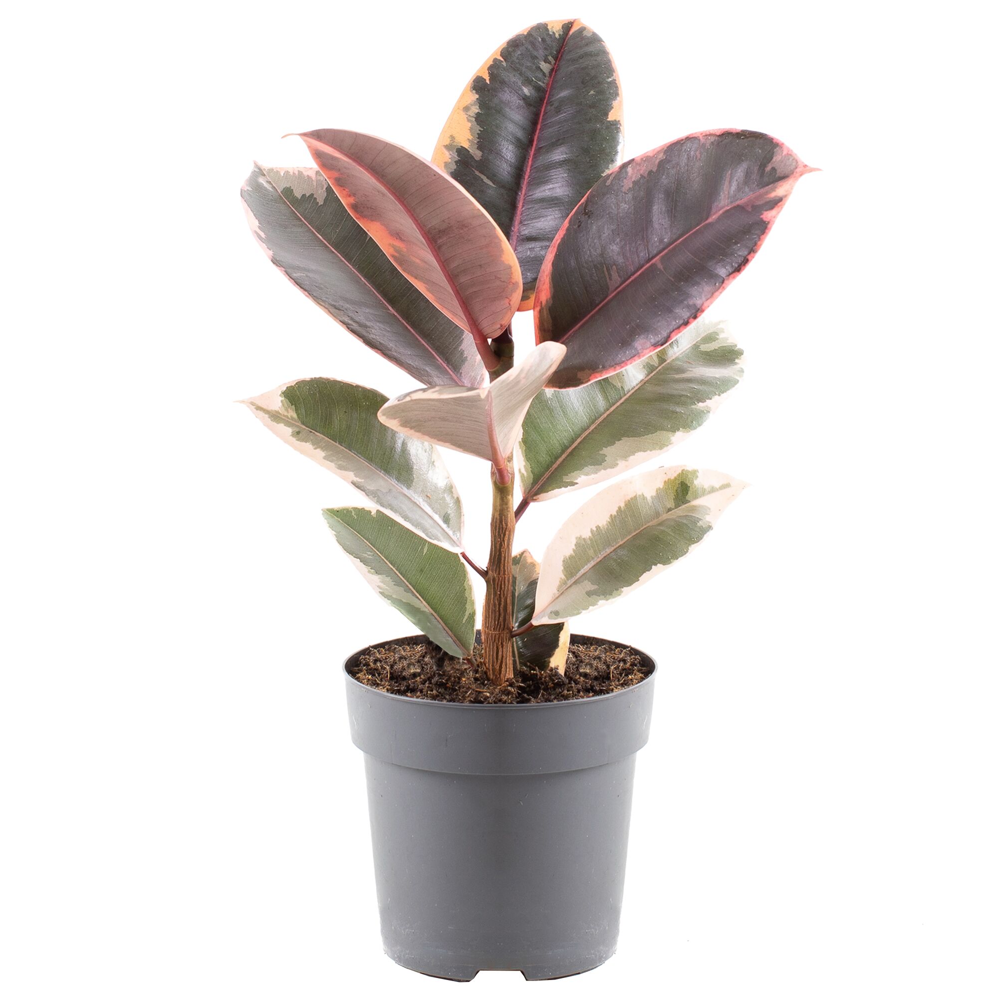 Gummibaum in grauem Topf