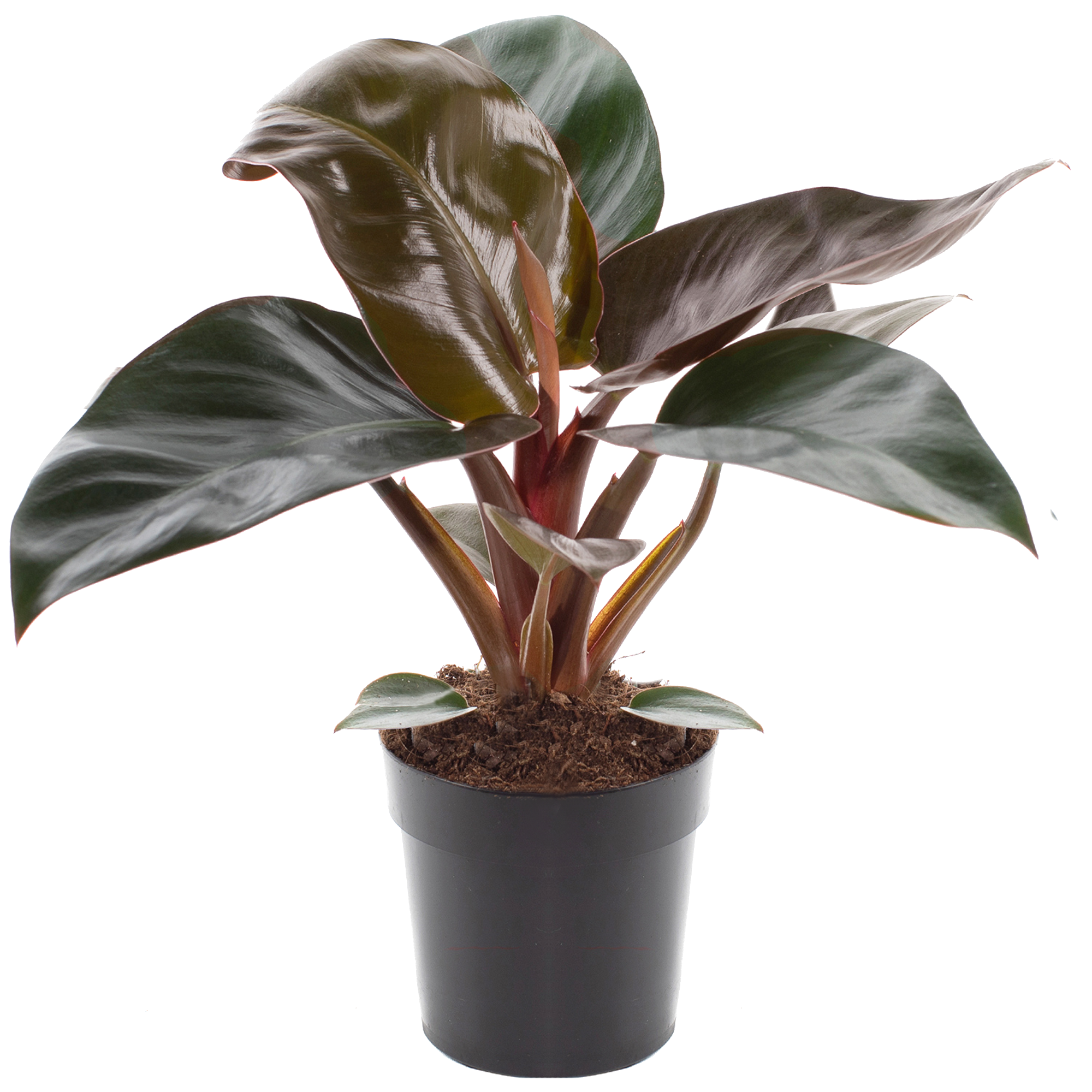 Philodendron 'Rojo Congo' 11 cm Topf + product picture