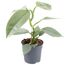 Philodendron Silver Baumfreund in grauem Topf