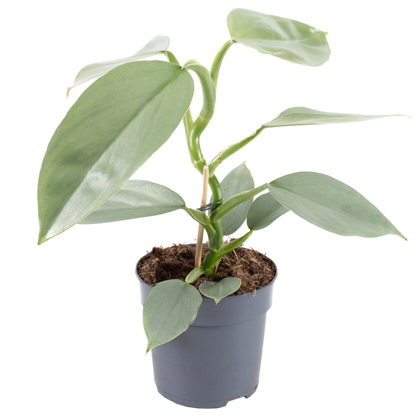 Philodendron Silver Baumfreund in grauem Topf