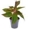 Aglaonema Kolbenfaden in schwarzem Topf