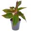 Aglaonema Kolbenfaden in schwarzem Topf