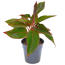 Aglaonema 'King of Siam' 13 cm Topf