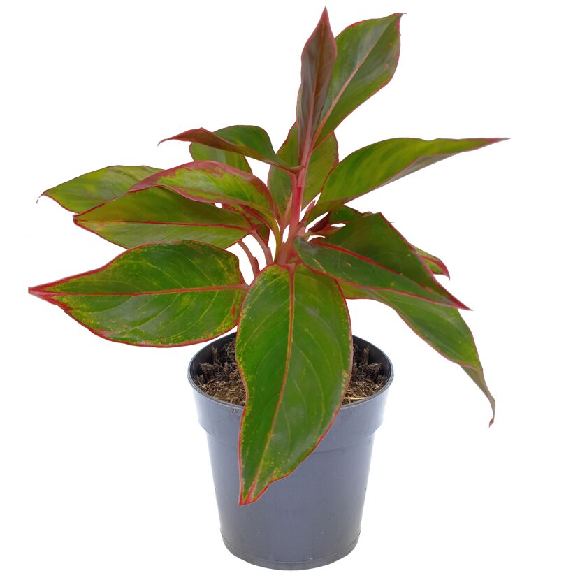Aglaonema Kolbenfaden in schwarzem Topf