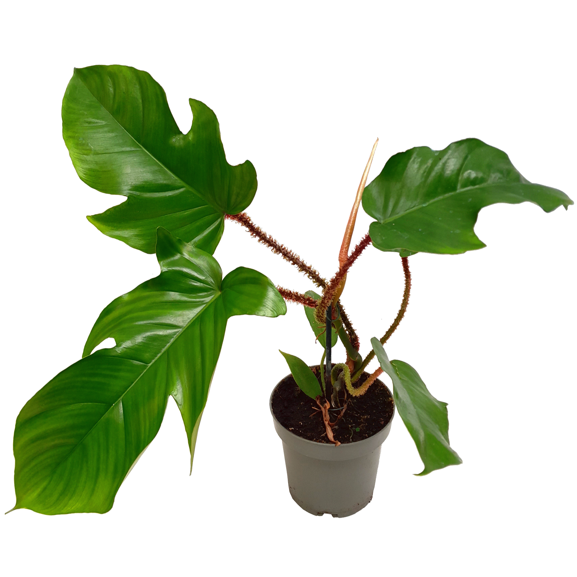 Philodendron 'Squamiferum' 13 cm Topf + product picture