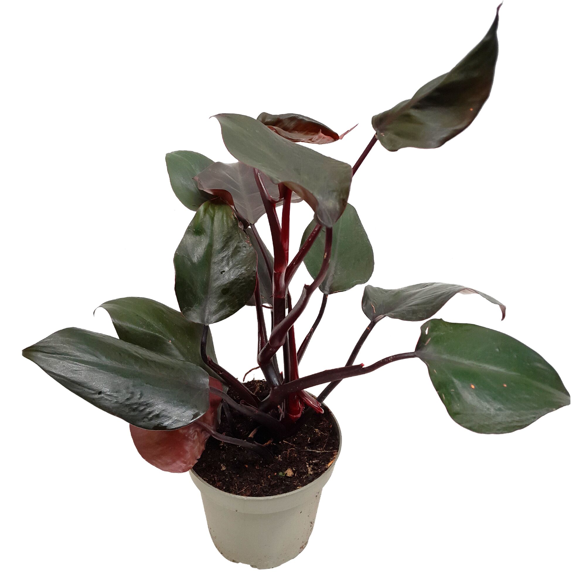 Philodendron Redbaumfreund in grauem Topf