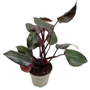 Philodendron 'New Red' 13 cm Topf