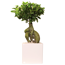 Verkleinertes Bild von Zimmerbonsai Ficus 'Ginseng' in Keramik verschiedene Farben 13 cm
