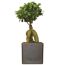 Ginseng Bonsai in schwarzem Topf