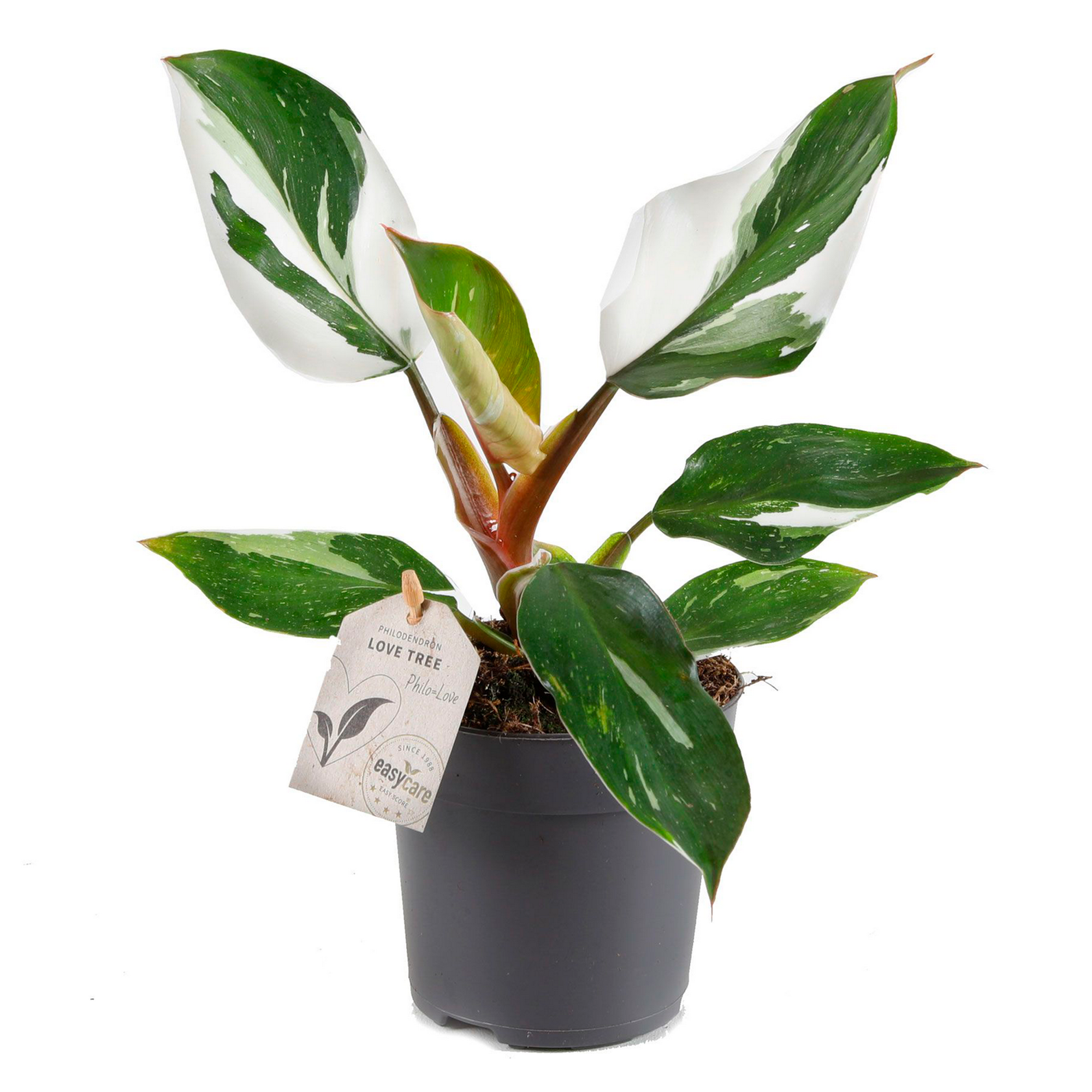 Philodendron 'White Knight' 11 cm Topf + product picture