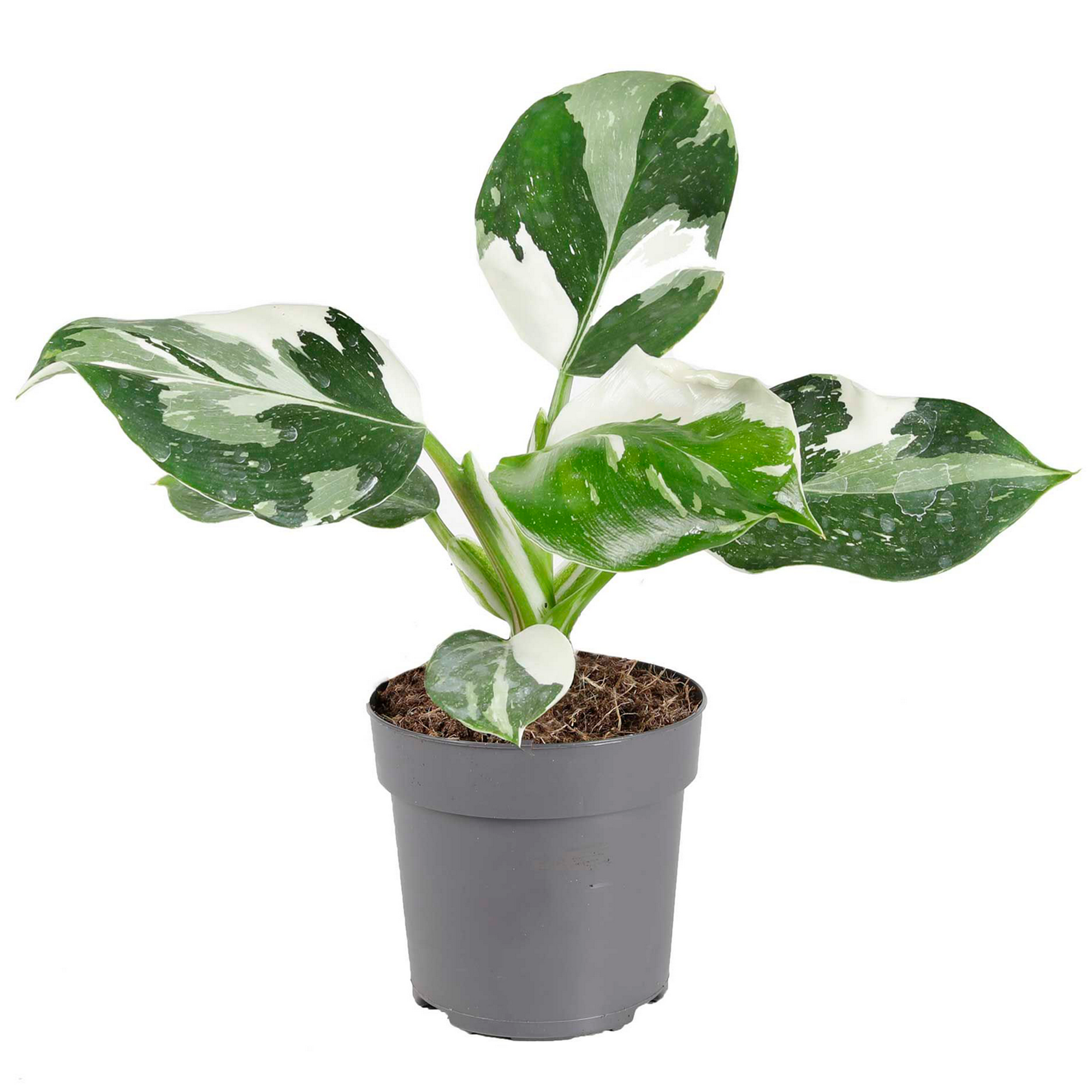 Philodendron 'White Wizard' 11 cm Topf + product picture