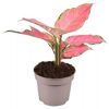 Rosa Aglaonema-Pflanze im Topf