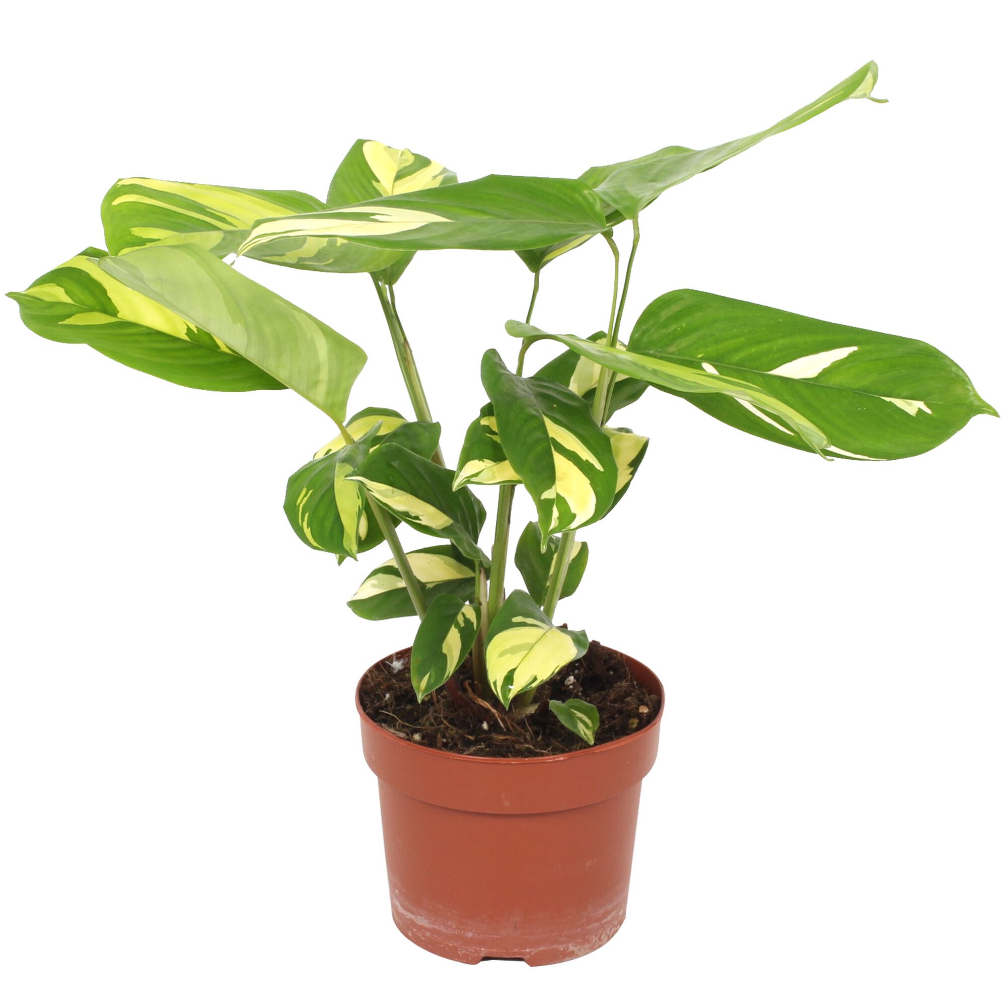 Calathea Pilea in einem braunen Topf