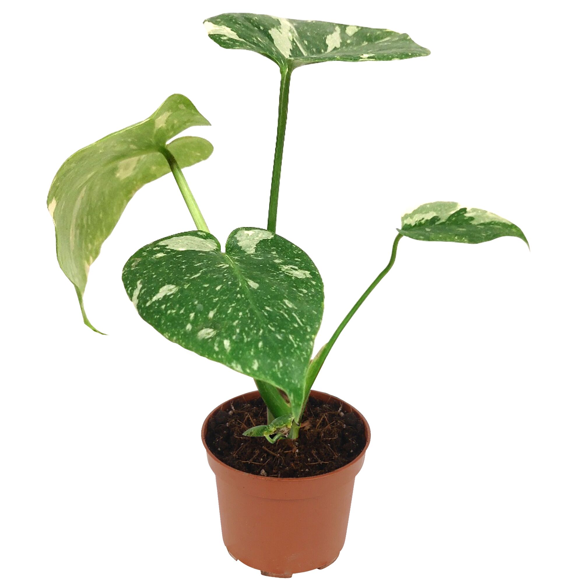 Monstera Thai Fensterblatt in braunem Topf