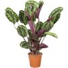 Korbmarante verschiedene Sorten, 24 cm Topf