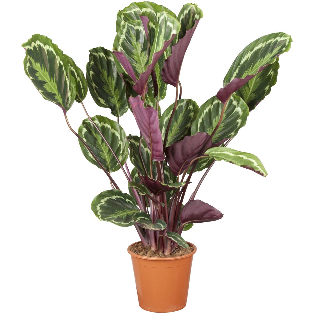 Korbmarante verschiedene Sorten, 24 cm Topf