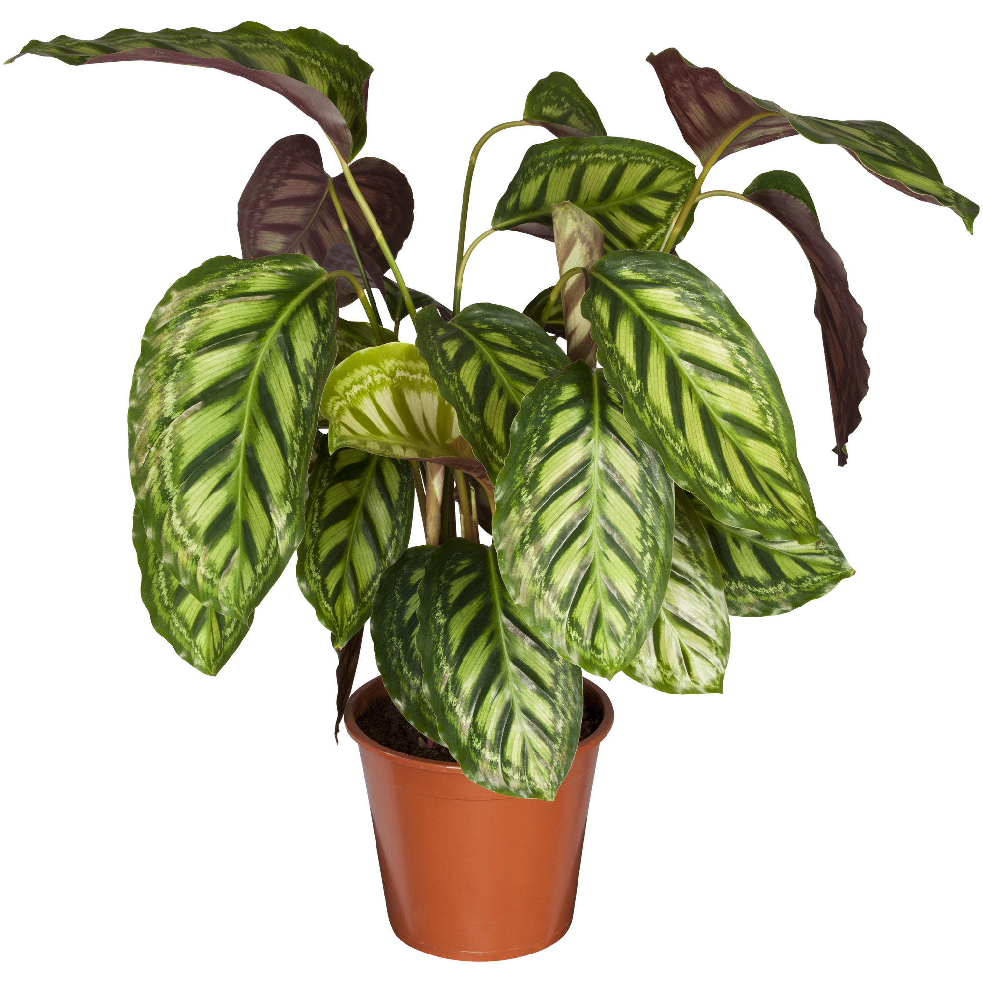 Korbmarante verschiedene Sorten, 24 cm Topf