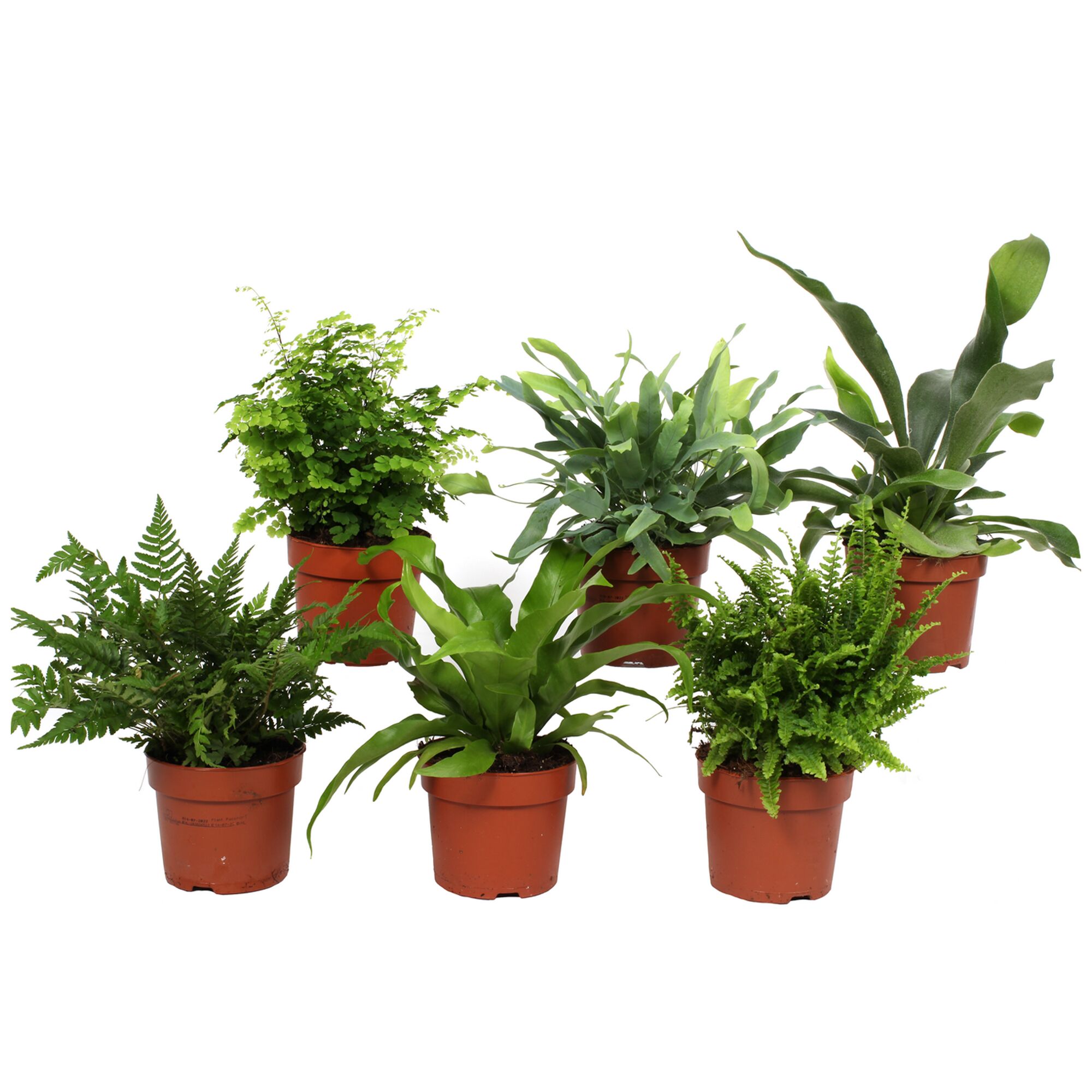 Fünf verschiedene Farne in braunen Töpfen