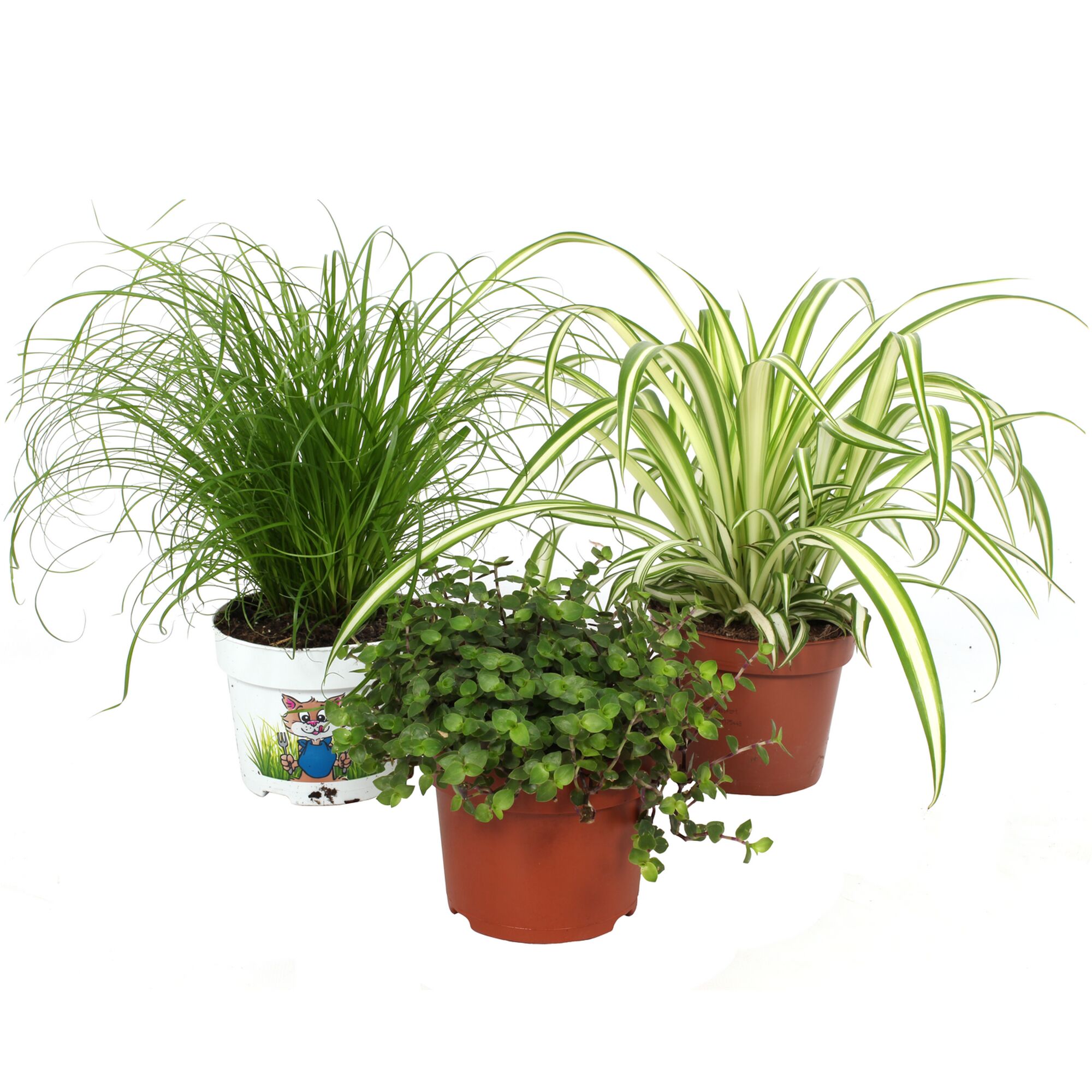 Drei Topfpflanzen in verschiedenen Töpfen.