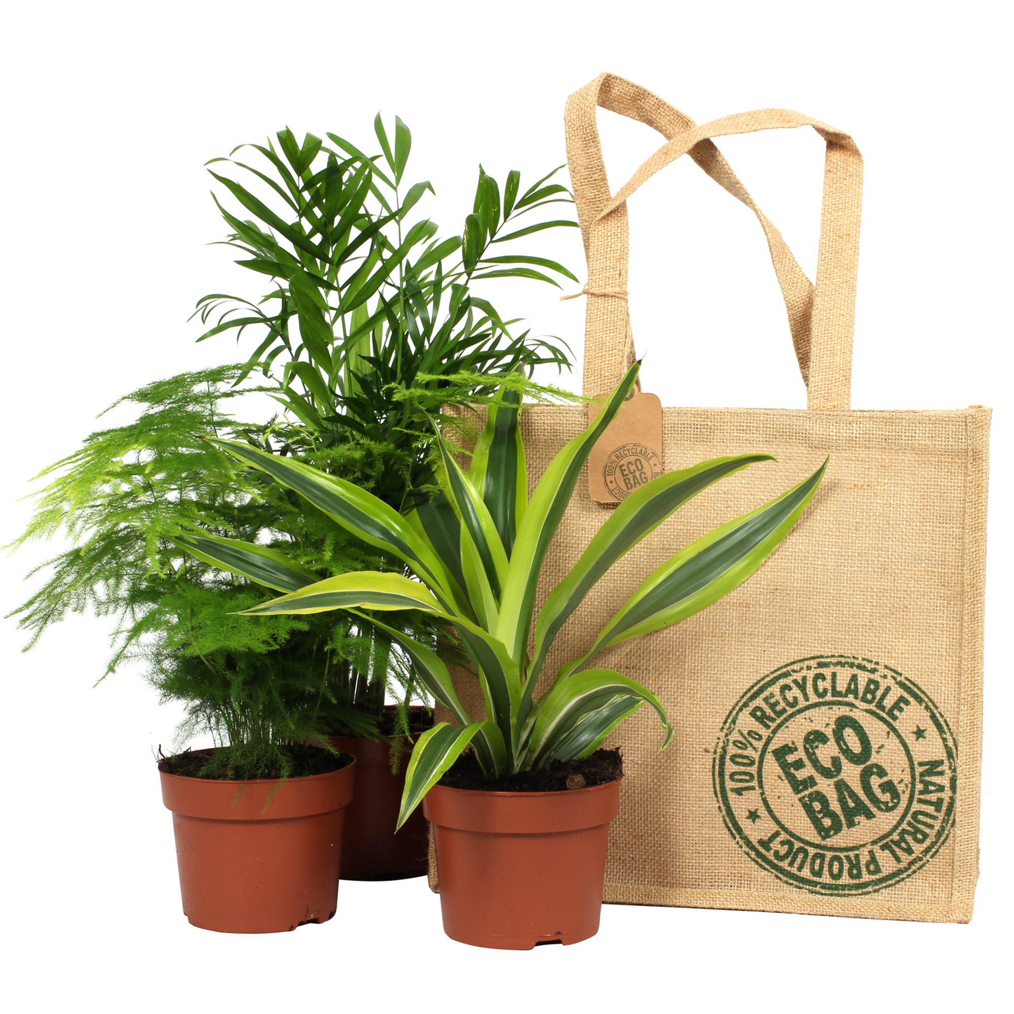Grünpflanzen in Jute-Tragetasche 12 cm Topf 3er-Set + product picture